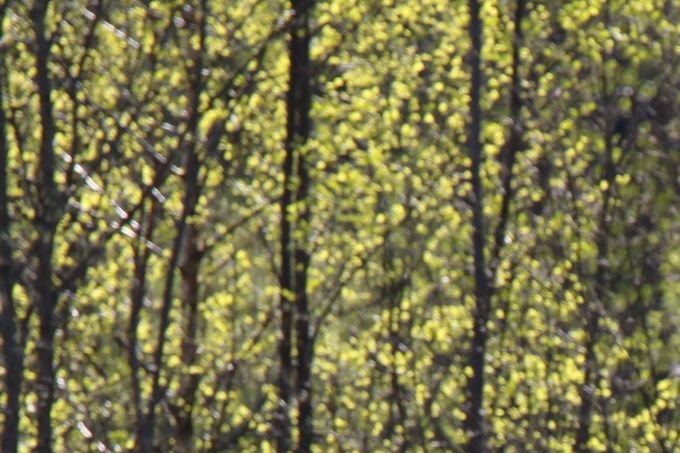 8. maj vid dammen
